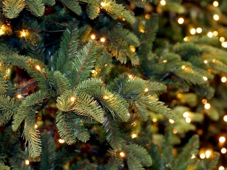 Where to find Christmas trees in Atlanta in 2021 Peach State Press